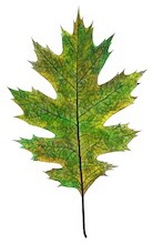 Oak Leaf ><